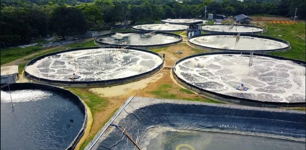 Palaya Shrimp Farm â€” electrical supply and installation