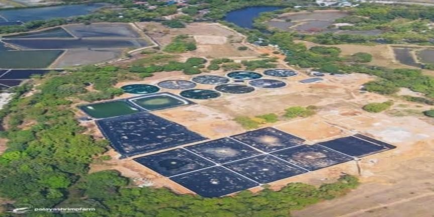 Palaya Shrimp Farm â€” works 2
